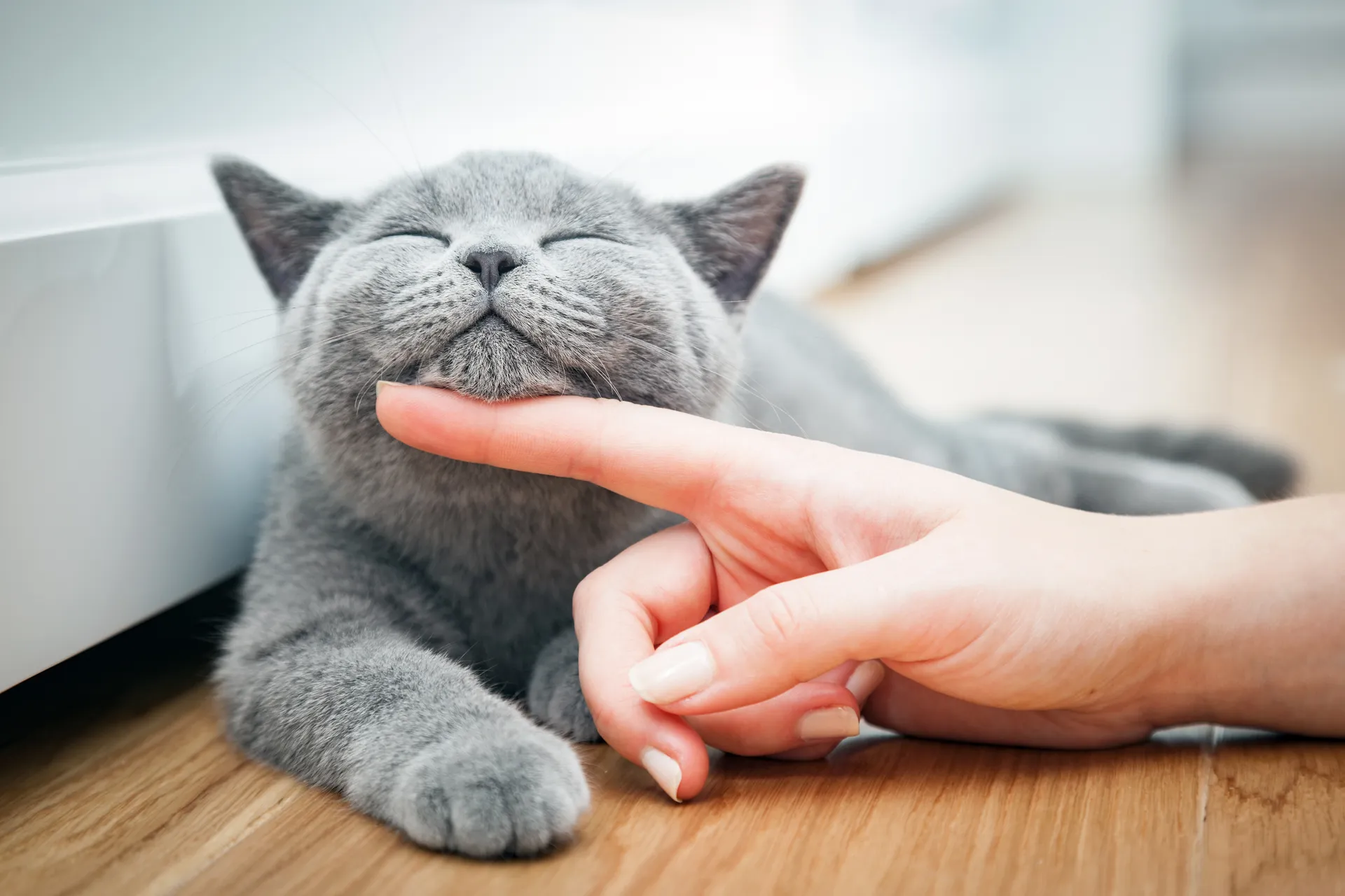 Cat Clinic
