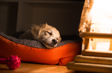 Choosing the right bed for your dog  