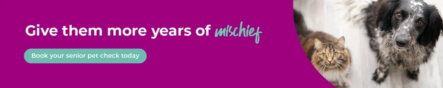 Vets in Abingdon | Vets Near Me | Boundary Vets