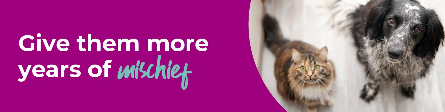 Senior Pets | Health Checks | Boundary Vets