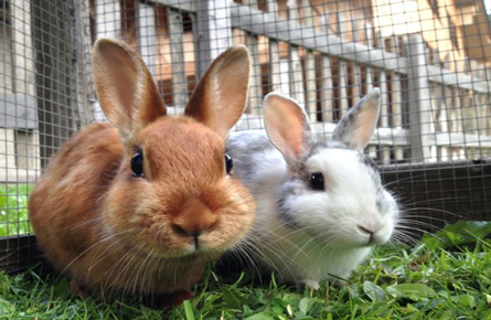 Rabbit Dental Care in Oxford