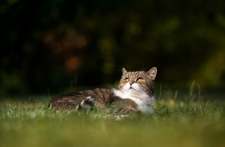 Cat Flea and Worm in Oxford