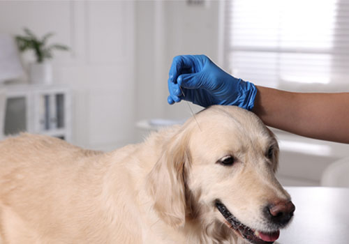 pet acupuncture at boundary vets in abingdon