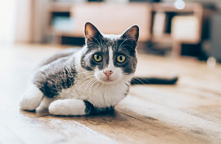 Flea and Worm Treatment for Cats