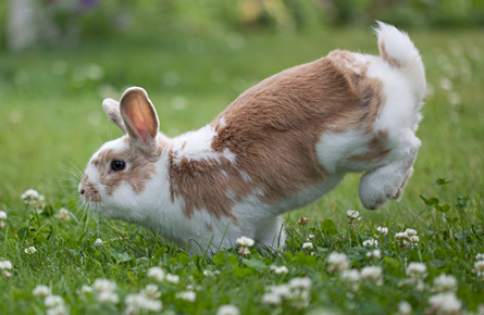 Flea and Worm Treatment for Rabbits