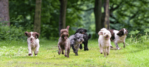 kennel cough myth and facts