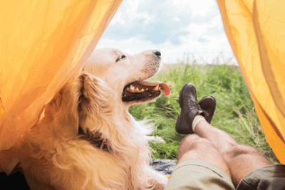 how to reduce worry and stress in dogs