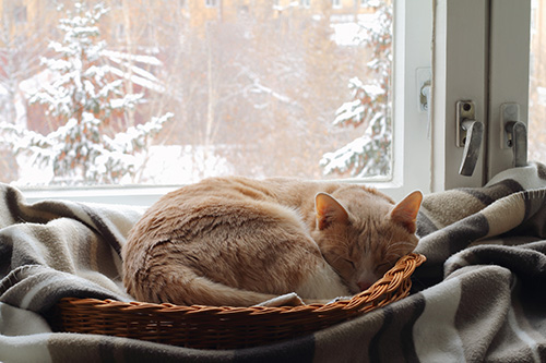 A cat lying in a basket