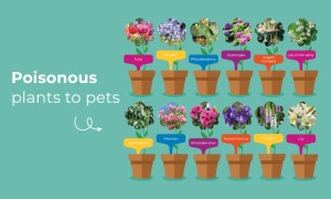 Poisonous plants infographic