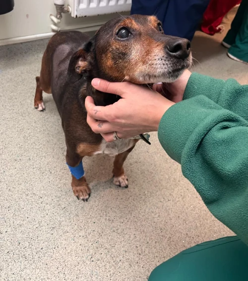 dog has urgent surgery after being impaled by 9 inch nail while on a walk in abingdon - boundary vets