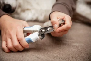 A dog's claws being clipped