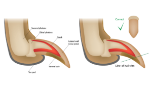 Infographic showing how to trim claws correctly