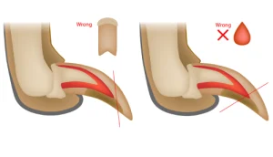 Infographic showing how to trim claws wrong