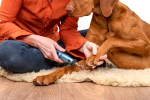A second dog's claws being clipped