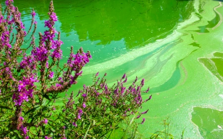 A pond full of bright green algae