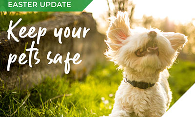 The weekend of chocolate and treats – keeping our pets safe