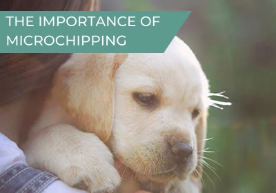 The importance of microchipping your pet