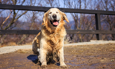 Alabama Rot Awareness