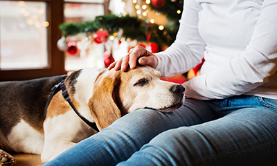 The best products you need for your senior pet this Christmas