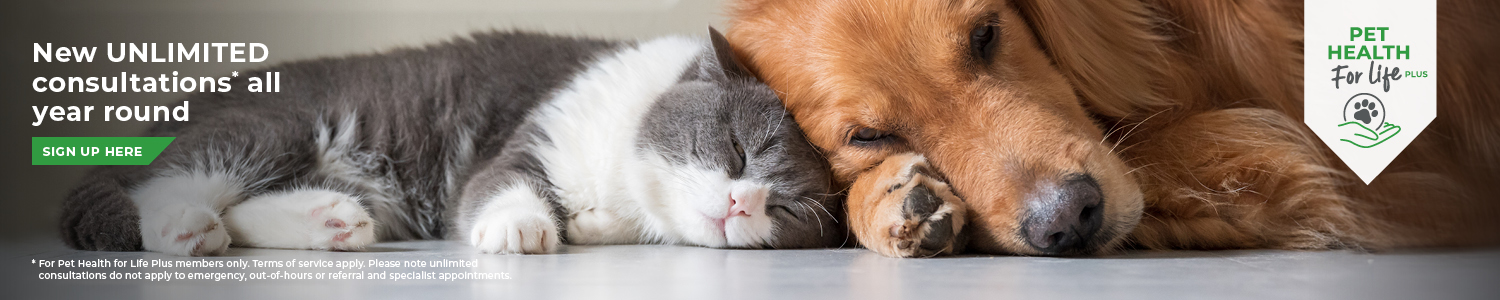 Vets in Abingdon | Vets Near Me | Boundary Vets