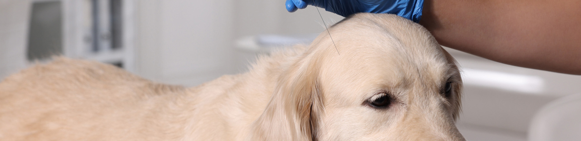 Pet Acupuncture | Animal Acupuncture | Boundary Vets