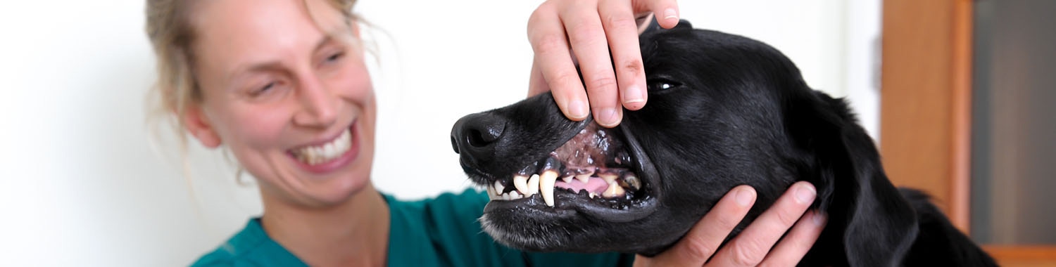 Pet Dental Treatment | Dental Facilities | Boundary Vets