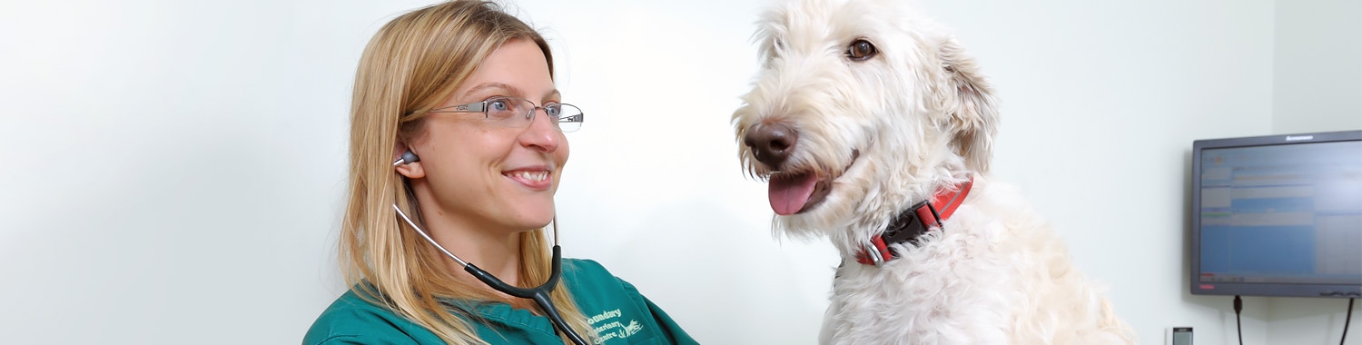 Dog Vaccinations | Puppy Vaccinations
