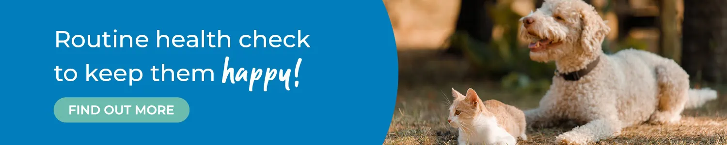 Vets in Abingdon | Vets Near Me | Boundary Vets
