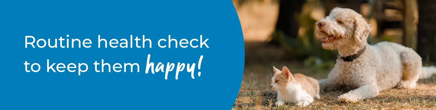 Pet Health Check in Abingdon | Preventative Vet Care | Boundary Vets