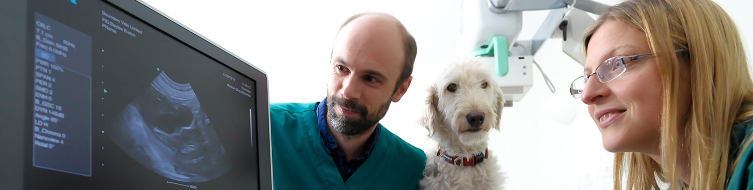 Meet the Team | Veterinary Surgeons