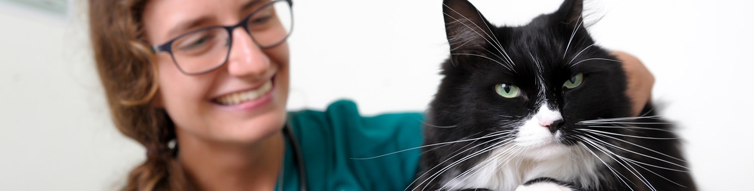 Cat Microchipping | Boundary Vets 