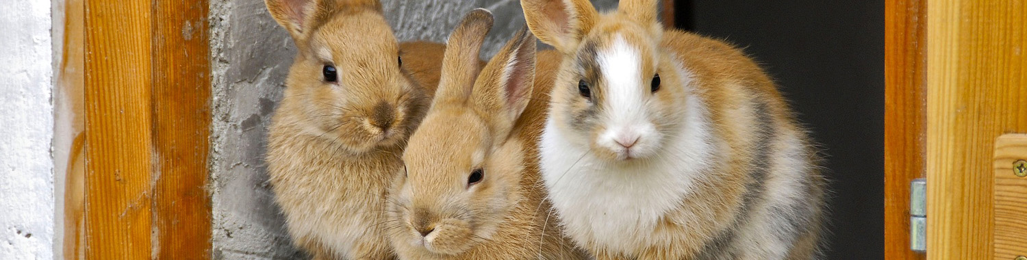 Rabbit neutering in Oxfordshire | Boundary Vets 