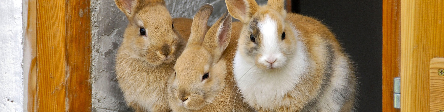 Flea Treatment For Rabbits | Boundary Vets