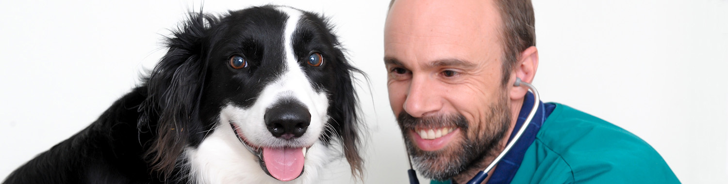 Puppy & Dog Dental Care | Boundary Vets