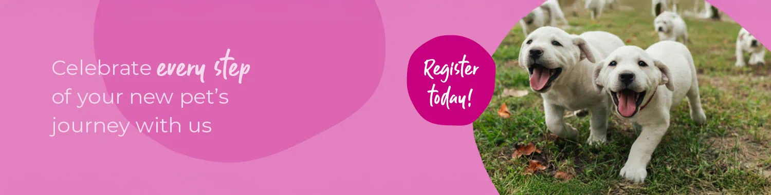 Start of life for your Puppy or Kitten | Boundary Vets