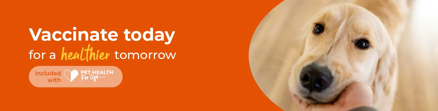 Pet Vaccinations | Boundary vets 