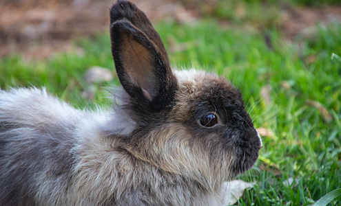 Rabbit Care & Advice