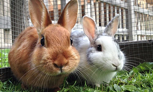 Rabbits Advice