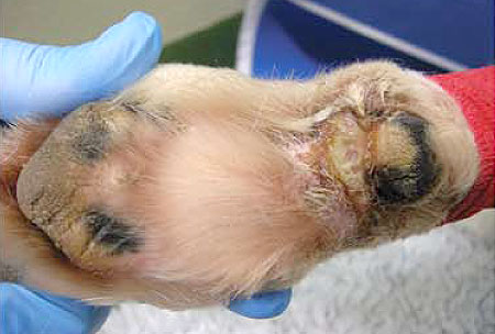 Alabama Rot- deadly disease signs