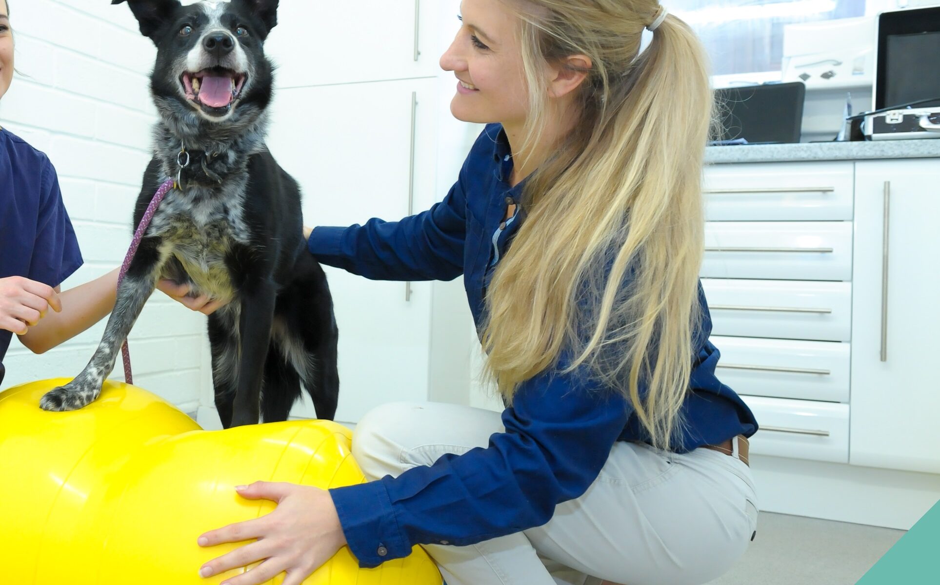 Senior pets Physiotherapy