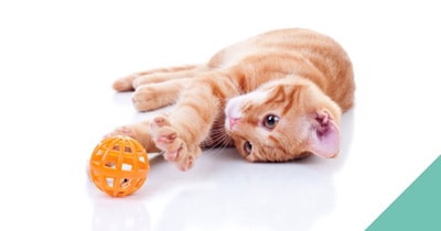 Indoor exercise for cats