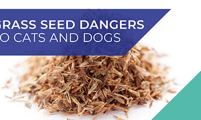 Grass seed dangers to cats and dogs poster