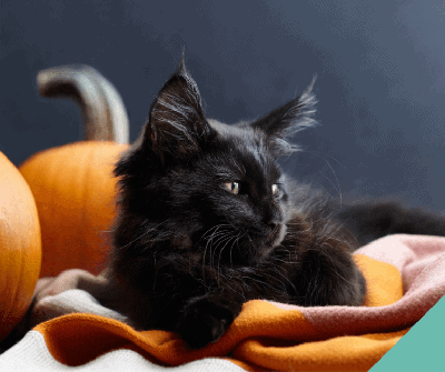 Black cat lying by a pumpkin