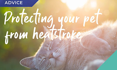 Protect your pet from heatstroke