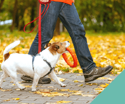 Autumn walks with your dog