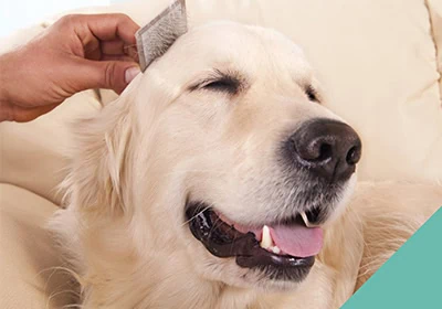 A dog being brushed