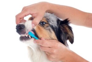 Toothbrushing for your dog