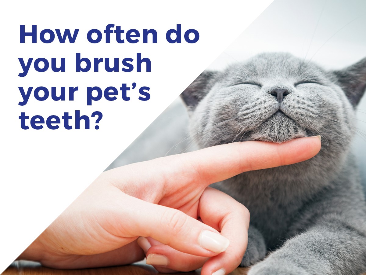 Tooth brushing guide for your pets