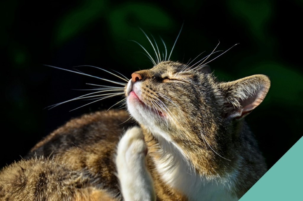 Tick, flea and worm prevention for cats