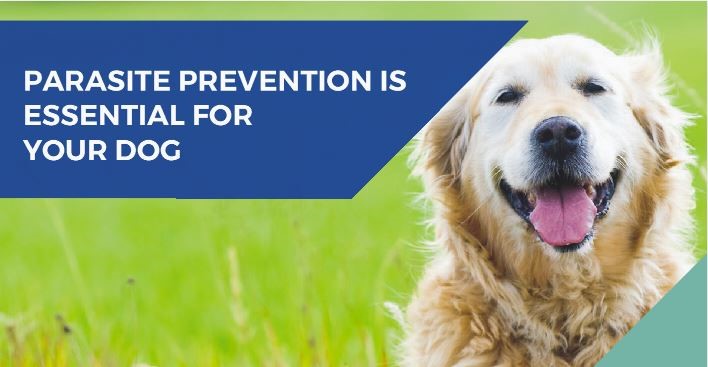 Tick, flea and worm prevention for dogs